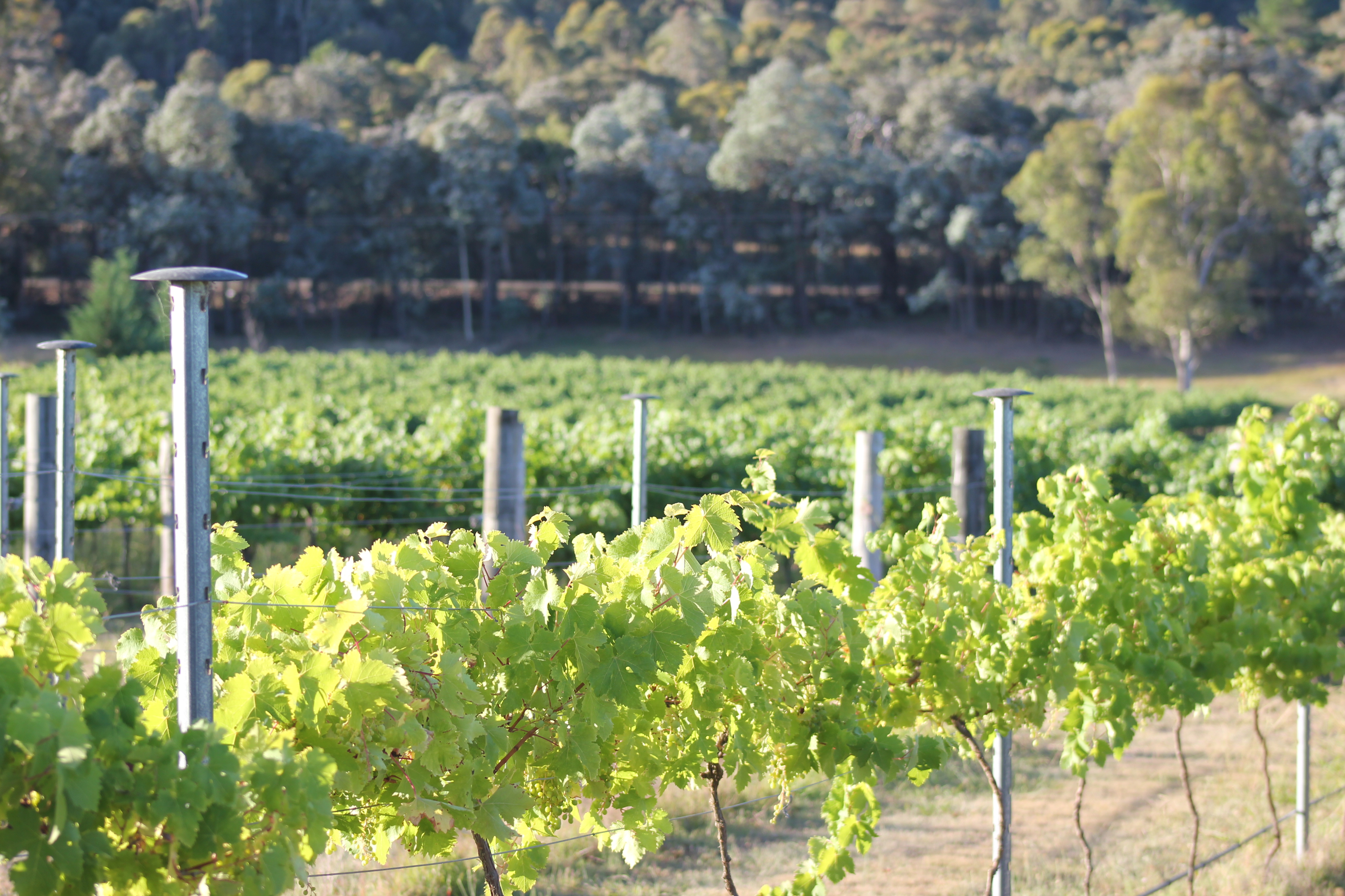 Tallagandra Hill Winery