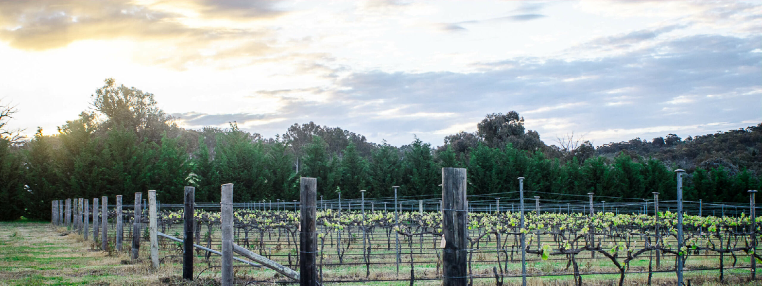 Tallagandra Hill Winery